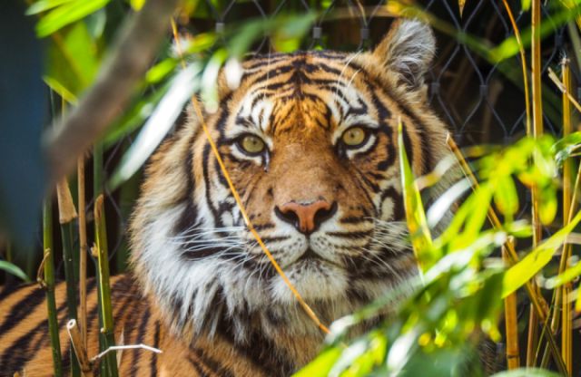 Tijger in Burgers’ Zoo